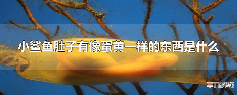小鲨鱼肚子有像蛋黄一样的东西是什么