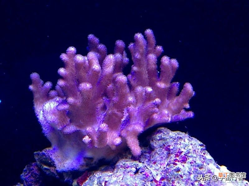 珊瑚是生物吗,珊瑚到底是动物还是植物？