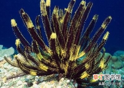 珊瑚是生物吗,珊瑚到底是动物还是植物？