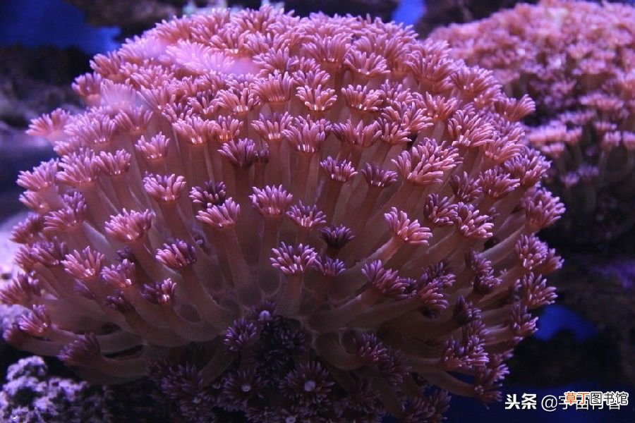 珊瑚是生物吗,珊瑚到底是动物还是植物？