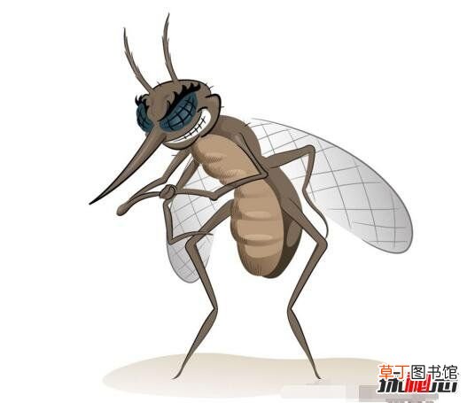 蚊子的寿命,蚊子的寿命有多长