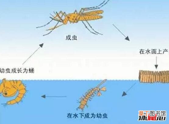 蚊子的寿命,蚊子的寿命有多长