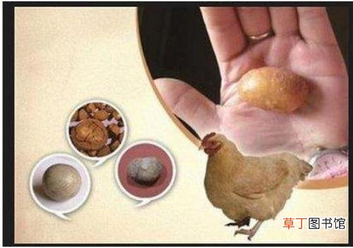 鸡宝是什么东西?鸡宝图片和价格