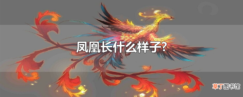 凤凰长什么样子?