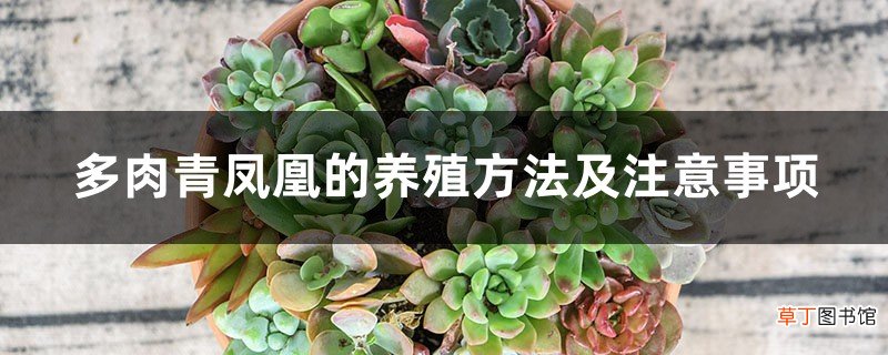 多肉青凤凰的养殖方法及注意事项