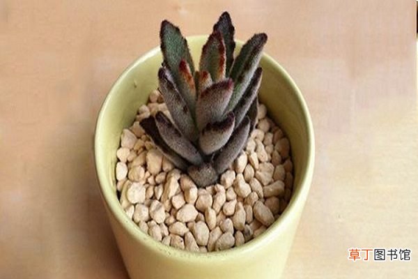 黑兔耳的养殖方法及注意事项