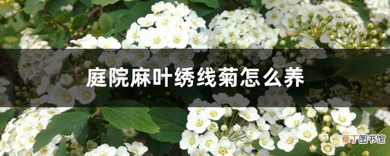 庭院麻叶绣线菊怎么养