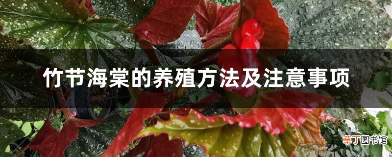 竹节海棠的养殖方法及注意事项