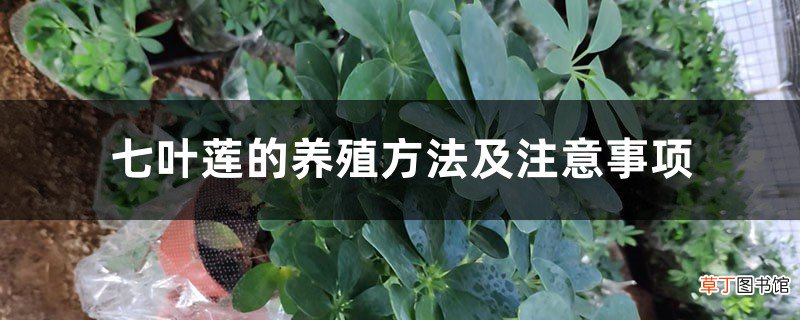 七叶莲的养殖方法及注意事项