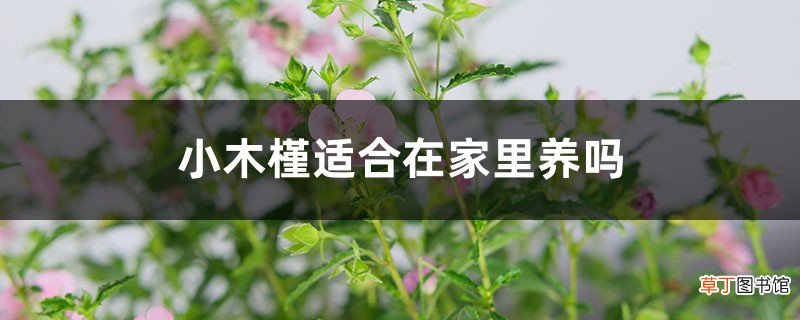 小木槿适合在家里养吗