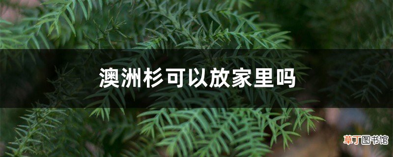 澳洲杉可以放家里吗