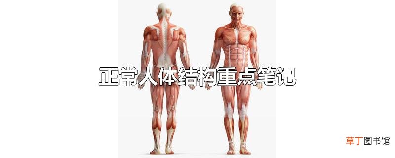 正常人体结构重点笔记
