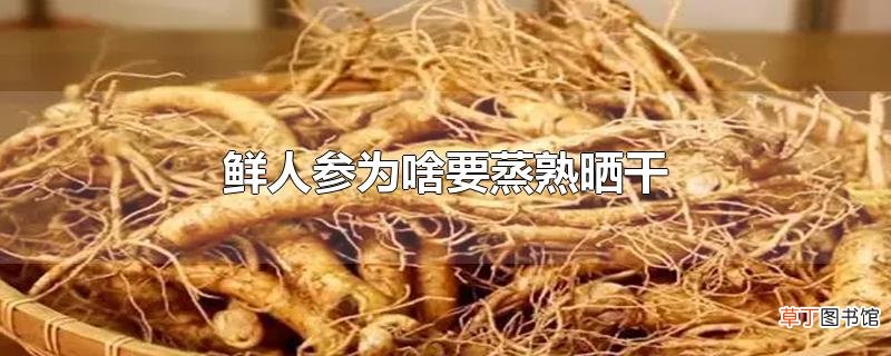 鲜人参为啥要蒸熟晒干