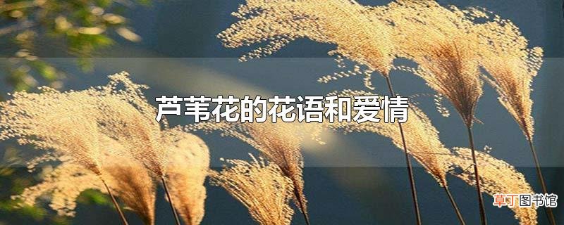 芦苇花的花语和爱情