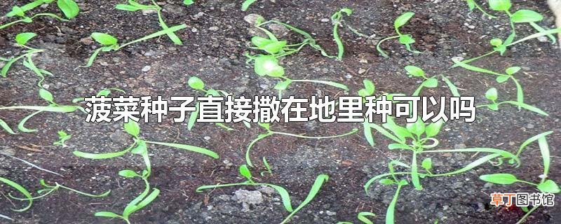 菠菜种子直接撒在地里种可以吗