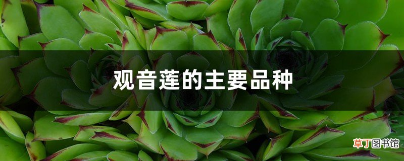 观音莲的主要品种