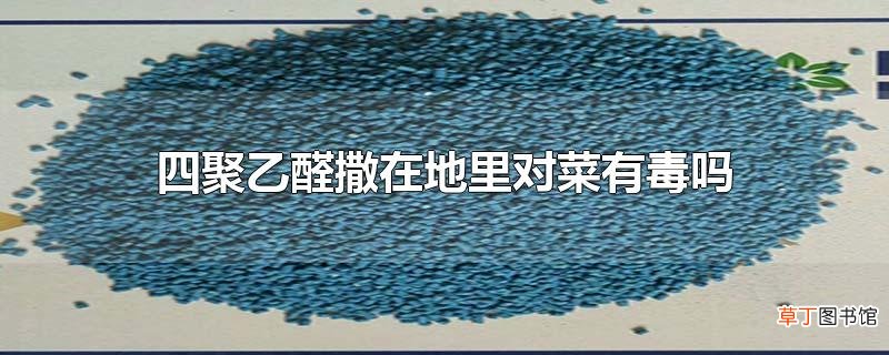 四聚乙醛撒在地里对菜有毒吗