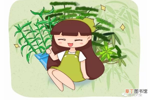 这10种竹最旺运，养1盆财运亨通、事事顺意！