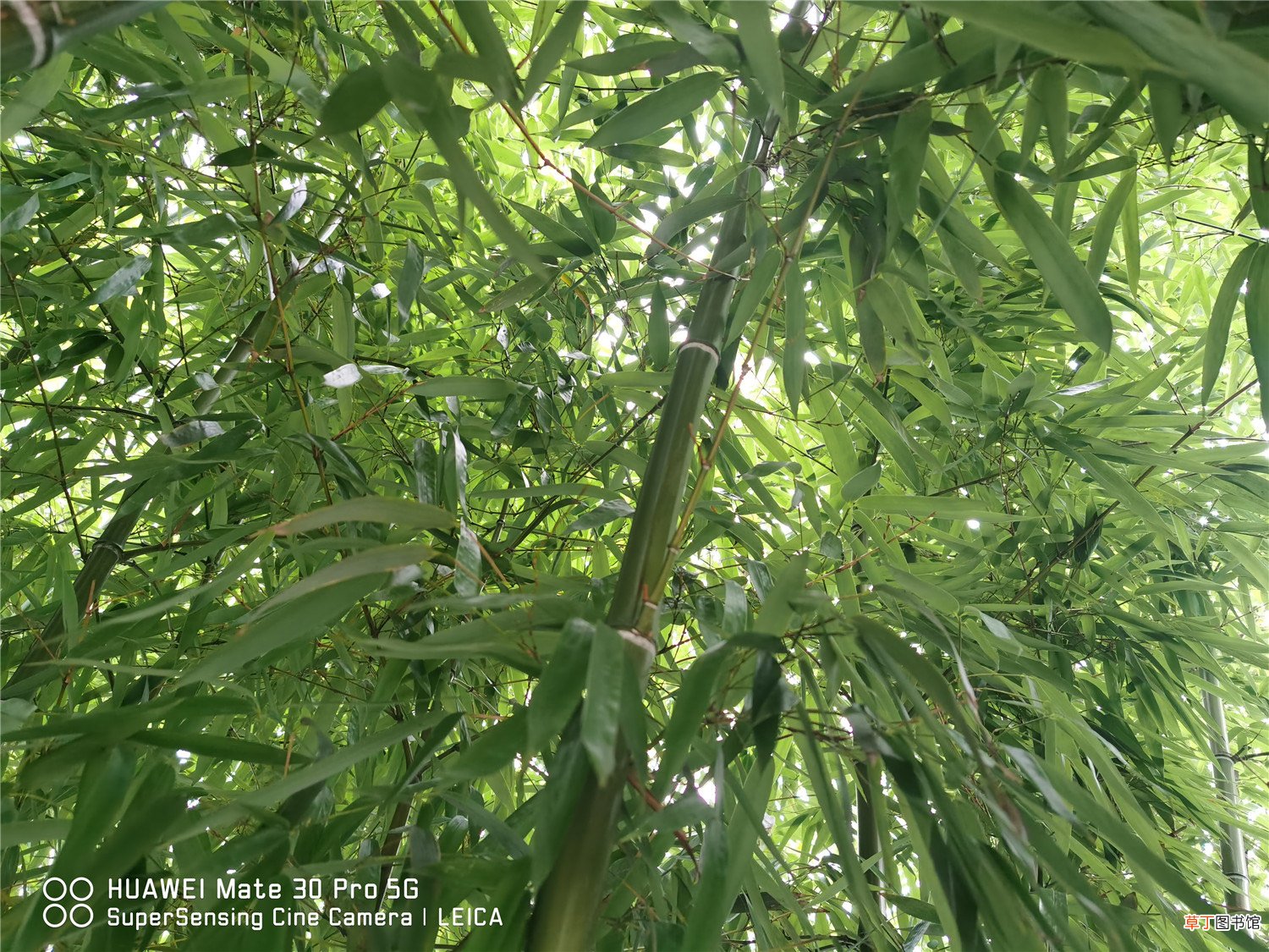 这10种竹最旺运，养1盆财运亨通、事事顺意！