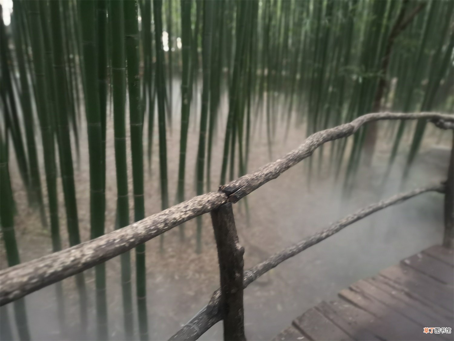 这10种竹最旺运，养1盆财运亨通、事事顺意！