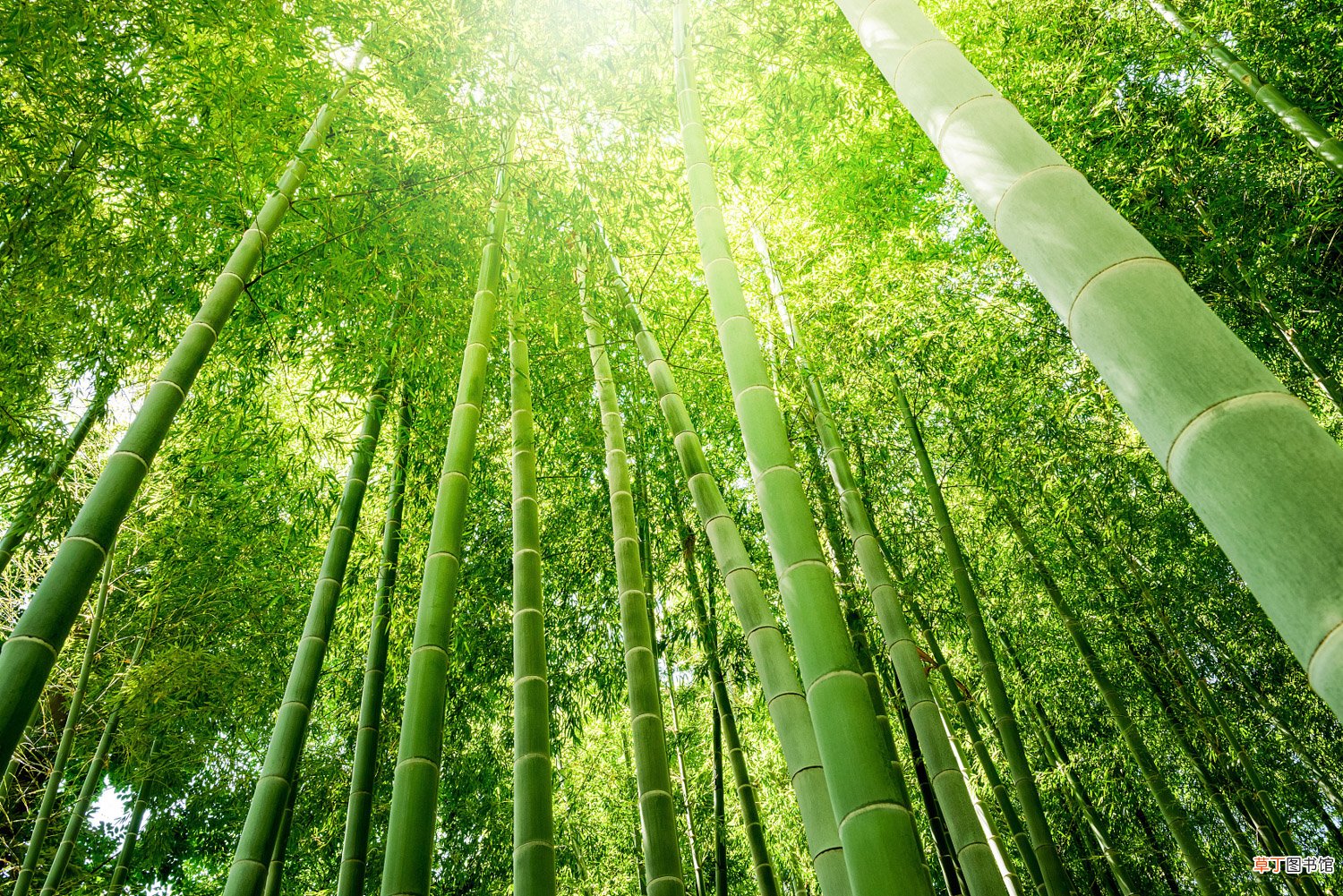 这10种竹最旺运，养1盆财运亨通、事事顺意！