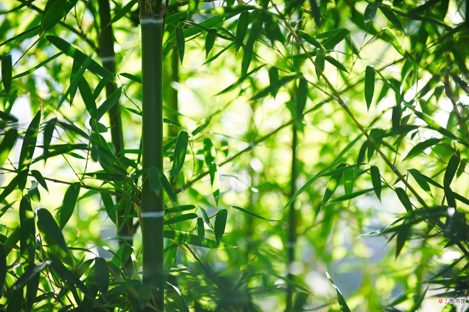 这10种竹最旺运，养1盆财运亨通、事事顺意！