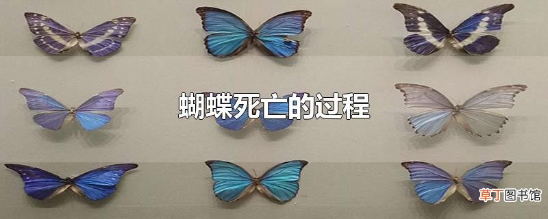 蝴蝶死亡的过程