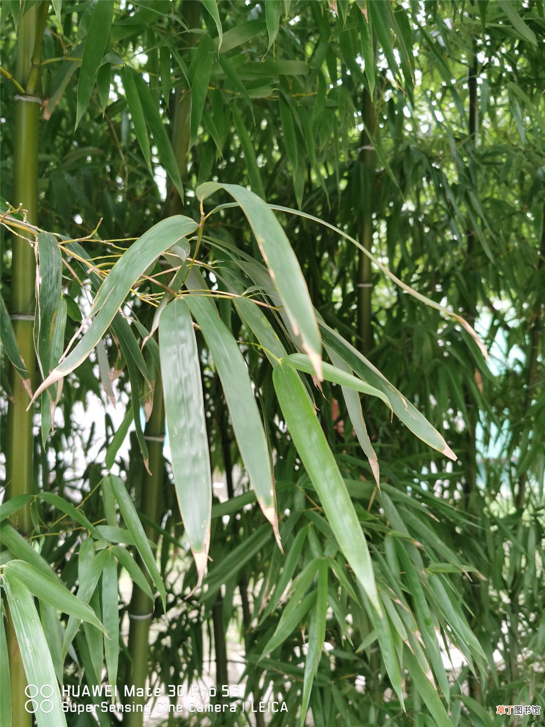 这10种竹最旺运，养1盆财运亨通、事事顺意！