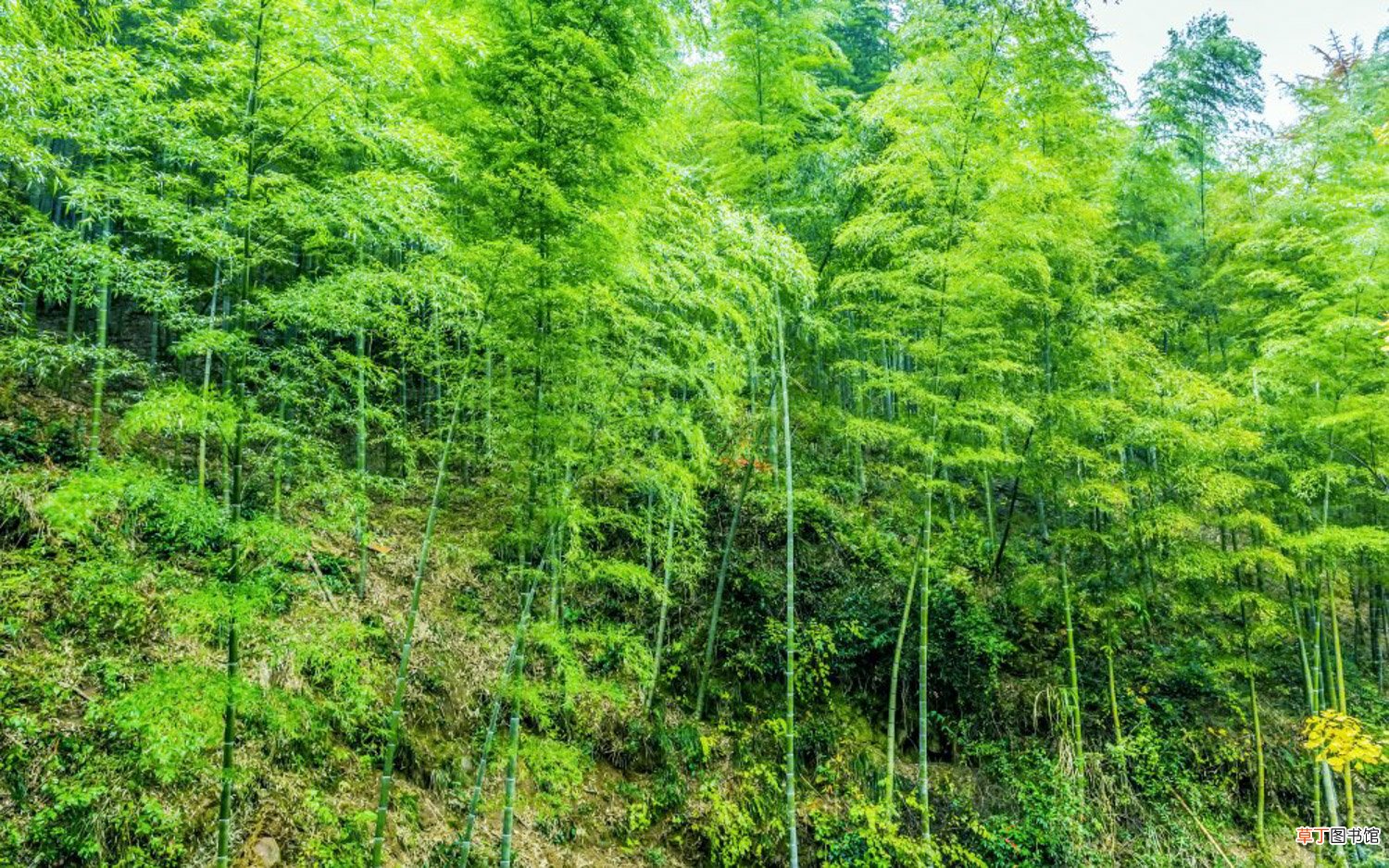 这10种竹最旺运，养1盆财运亨通、事事顺意！