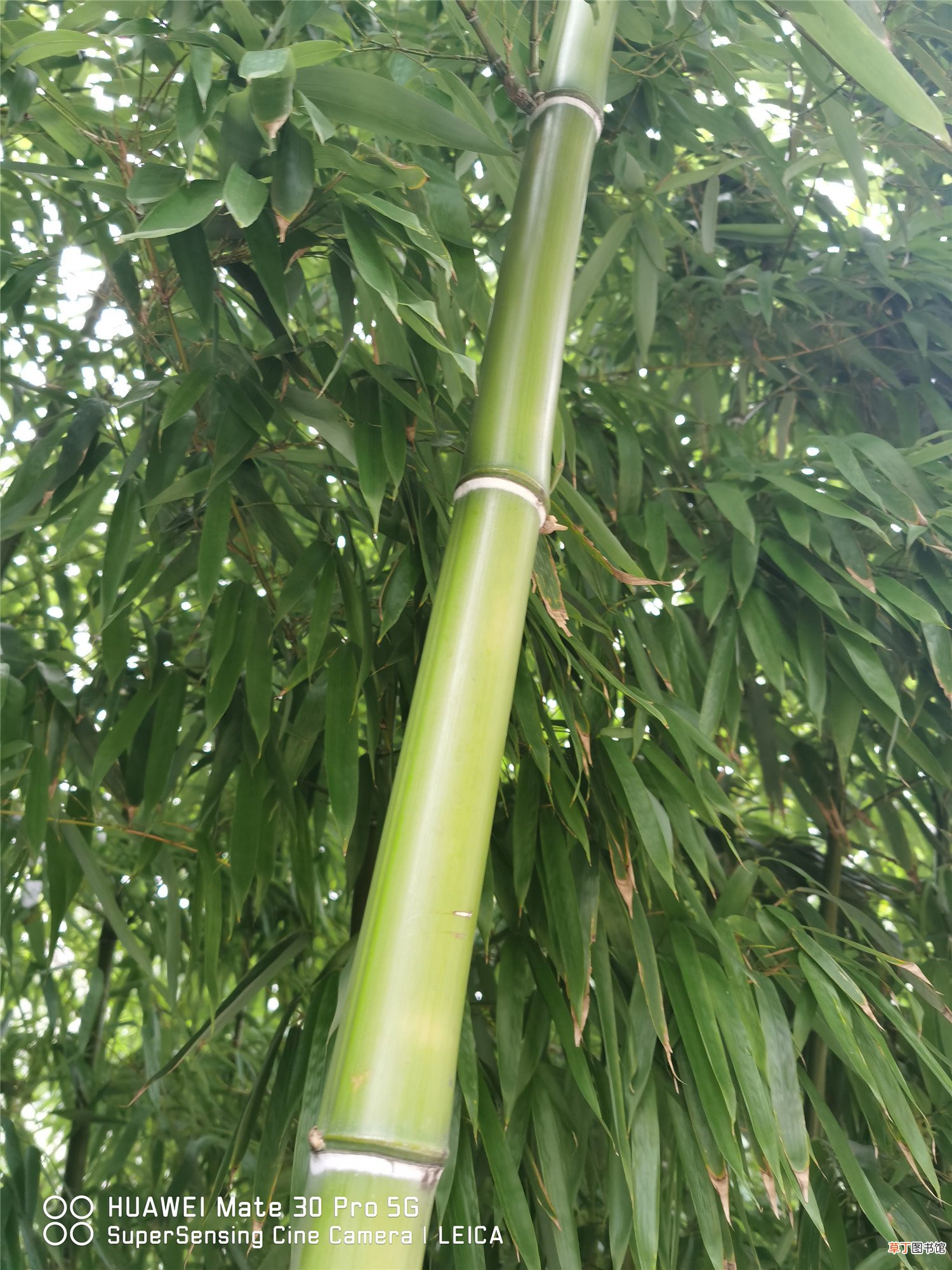 这10种竹最旺运，养1盆财运亨通、事事顺意！