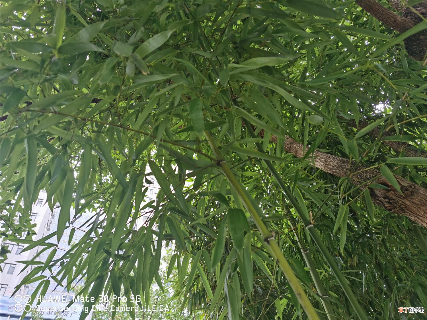 这10种竹最旺运，养1盆财运亨通、事事顺意！