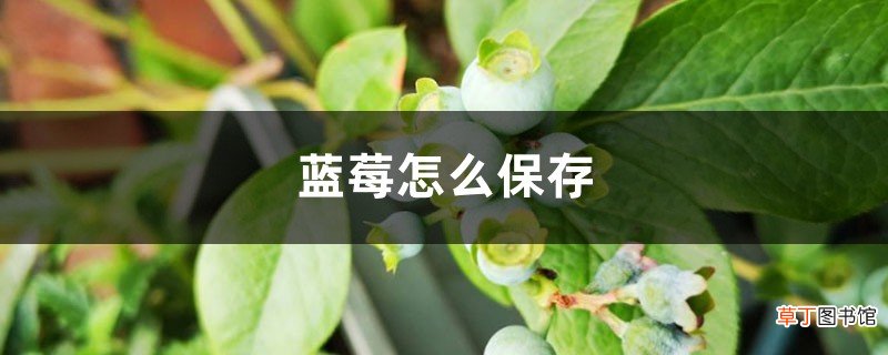 蓝莓怎么保存