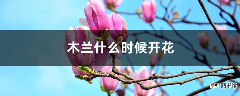 木兰什么时候开花