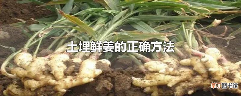 土埋鲜姜的正确方法