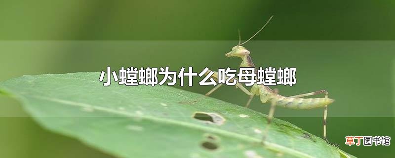 小螳螂为什么吃母螳螂