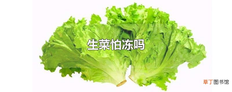 生菜怕冻吗