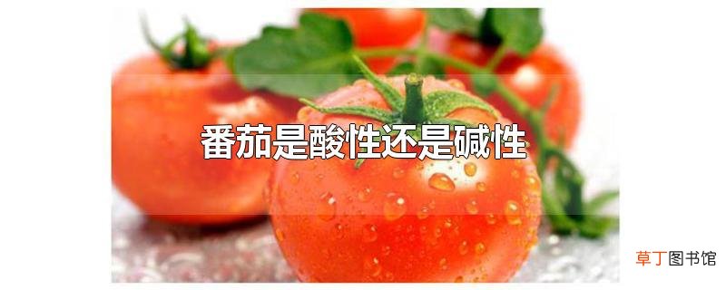 番茄是酸性还是碱性