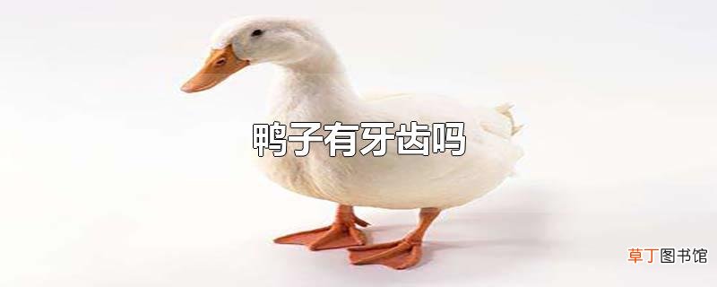 鸭子有牙齿吗