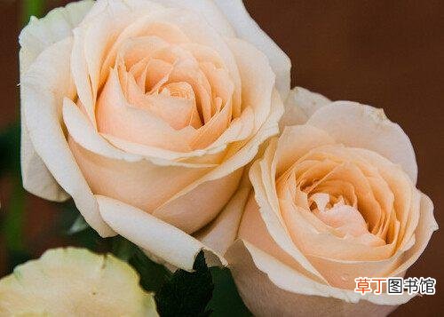 99朵玫瑰代表什么意思?不同颜色又有哪些寓意