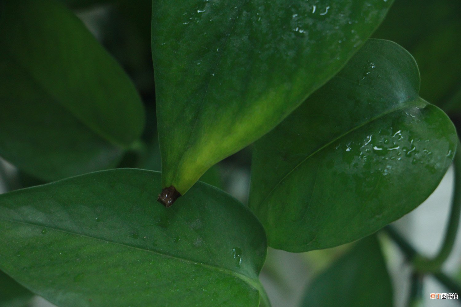 吊兰绿萝怎么养长的快？大神教你养出瀑布！