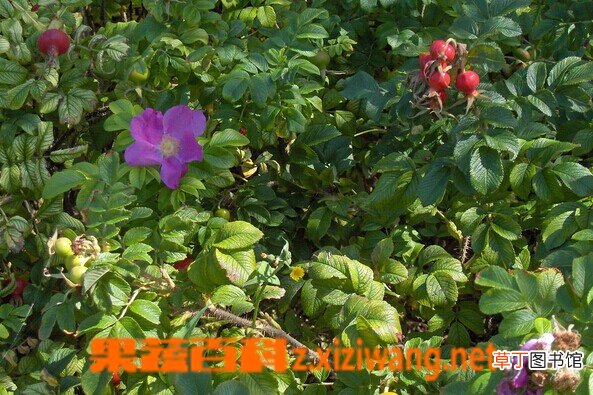 缫丝花的功效与作用