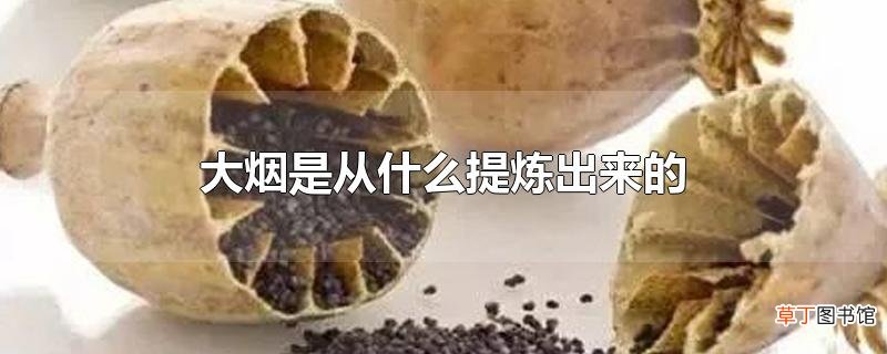 大烟是从什么提炼出来的