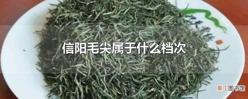 信阳毛尖属于什么档次