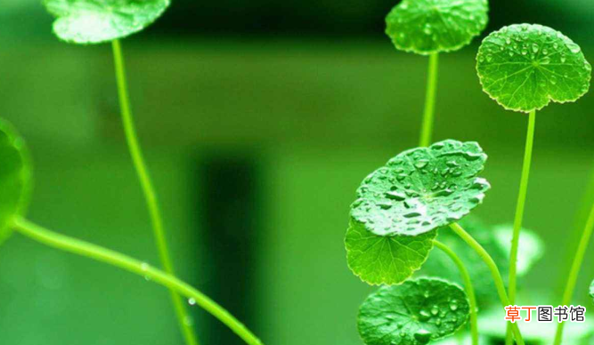 关于谷雨的古诗有哪些？