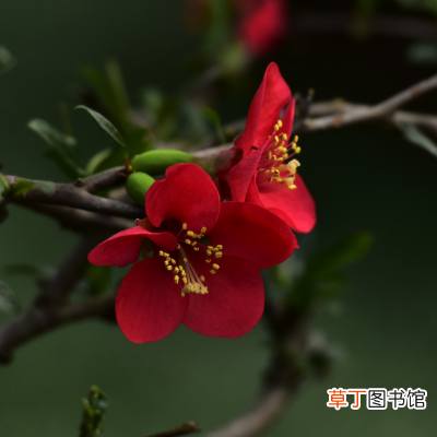 花中君子下一句是什么？