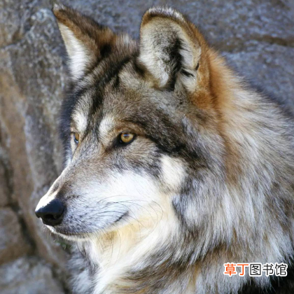 三十如狼四十如虎下一句是什么？