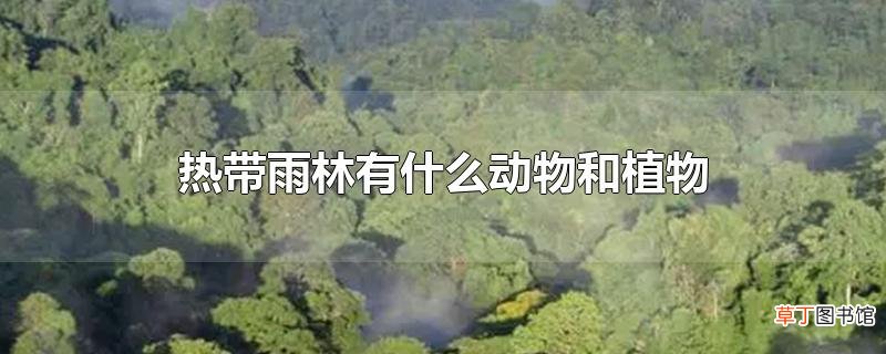 热带雨林有什么动物和植物