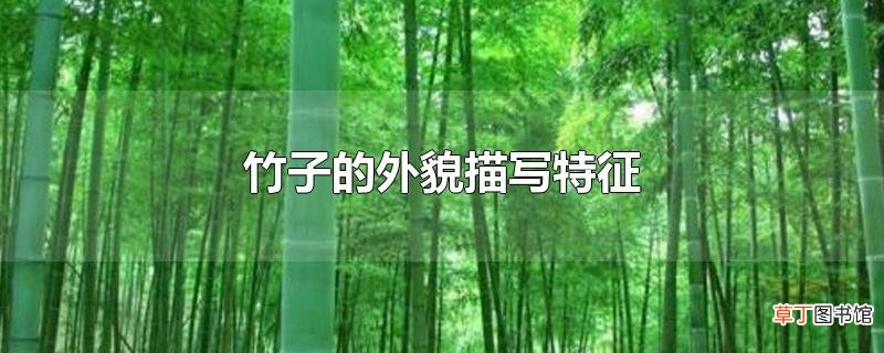竹子的外貌描写特征