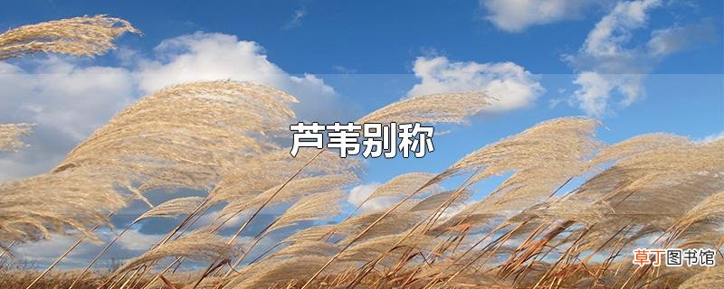 芦苇别称