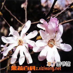 日本毛玉兰的功效与作用